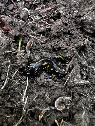 Spotted Salamander