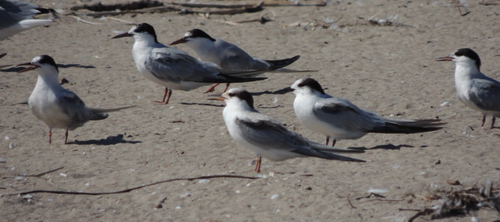 iNaturalist image