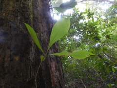 Alseis yucatanensis