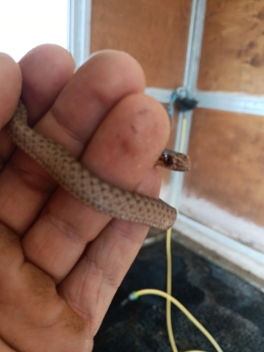 Eastern Montpellier Snake