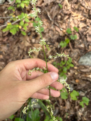 Stenanthium gramineum, photograph author not stated, no rights reserved