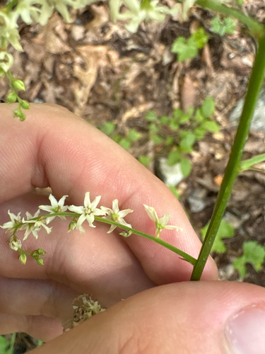 Stenanthium gramineum, photograph 6