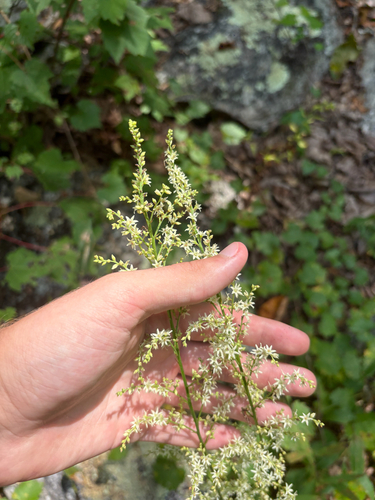 Stenanthium gramineum, photograph 2