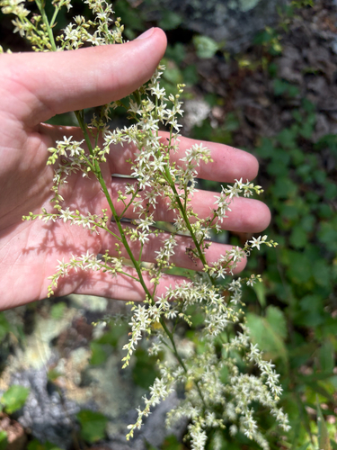Stenanthium gramineum, photograph 1