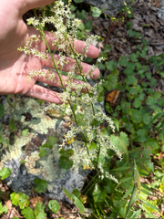 Stenanthium gramineum, photograph author not stated, no rights reserved