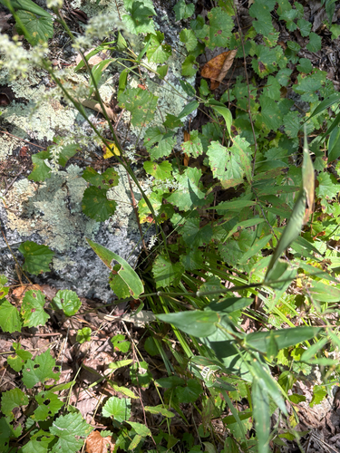 Stenanthium gramineum, photograph 4