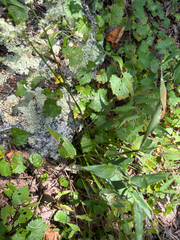 Stenanthium gramineum, photograph author not stated, no rights reserved