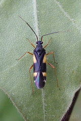 Dryophilocoris flavoquadrimaculatus