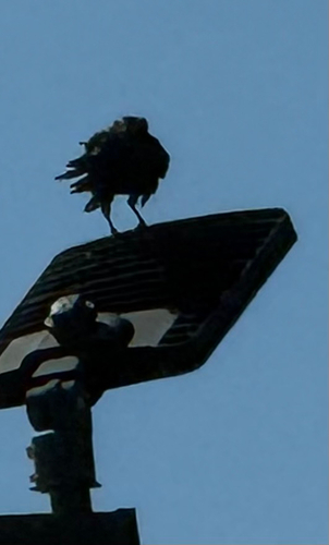 American Crow