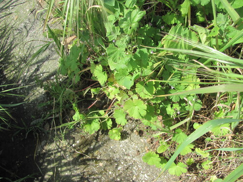 Geranium rotundifolium, photograph 3
