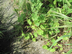 (c) zebedeugalinha, some rights reserved (CC BY) Geranium rotundifolium, photograph (c) zebedeugalinha, some rights reserved (CC BY)