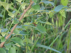 Parhelophilus
