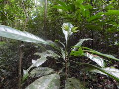 Toxosiphon lindenii