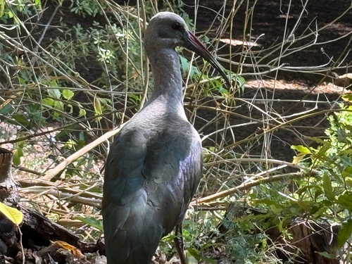 iNaturalist image