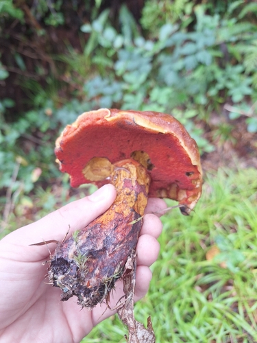 Dotted Stem Bolete
