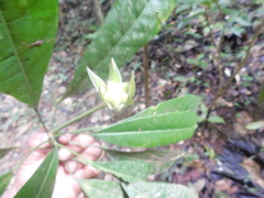 Toxosiphon lindenii