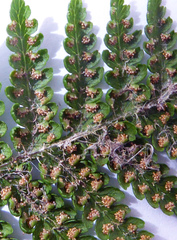 Hypolepis dicksonioides