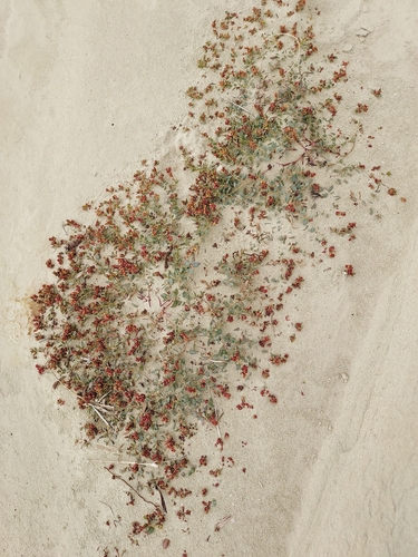 Fendler's Sandmat