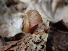 Allogona ptychophora