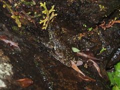 Amolops hongkongensis