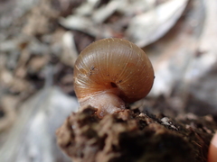 Allogona ptychophora