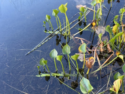 marsh calla
