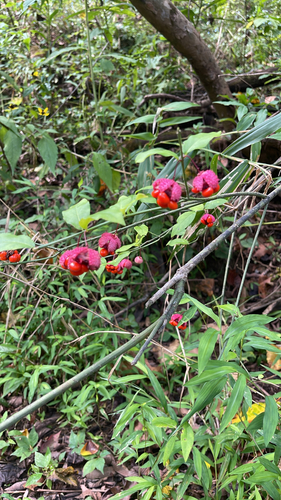strawberry bush