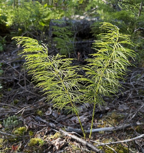 wood horsetail