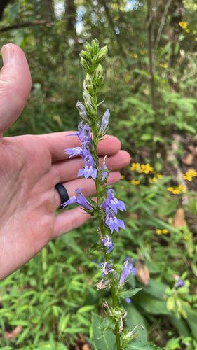 great blue lobelia