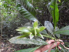 Toxosiphon lindenii