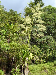 Brocchinia micrantha