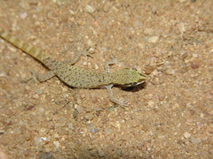 Tropiocolotes tripolitanus