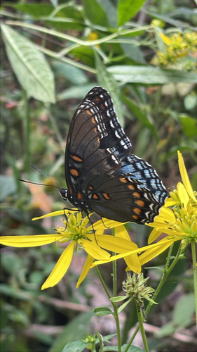 Red-spotted Purple