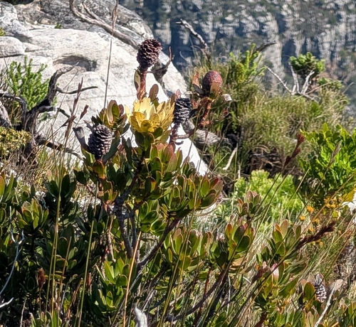 Leucadendron strobilinum, photograph 4