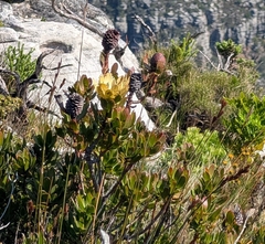 (c) Jessica Utrup, some rights reserved (CC BY) Leucadendron strobilinum, photograph (c) Jessica Utrup, some rights reserved (CC BY)