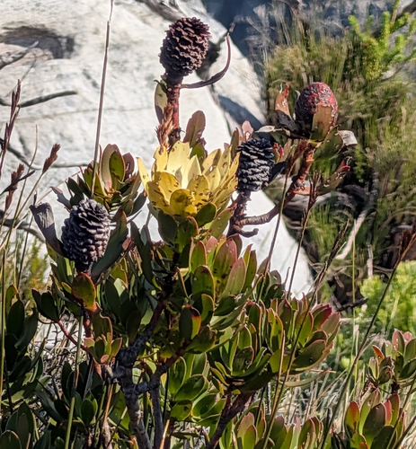 Leucadendron strobilinum, photograph 5