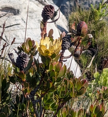 (c) Jessica Utrup, some rights reserved (CC BY) Leucadendron strobilinum, photograph (c) Jessica Utrup, some rights reserved (CC BY)