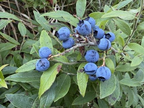 velvetleaf blueberry