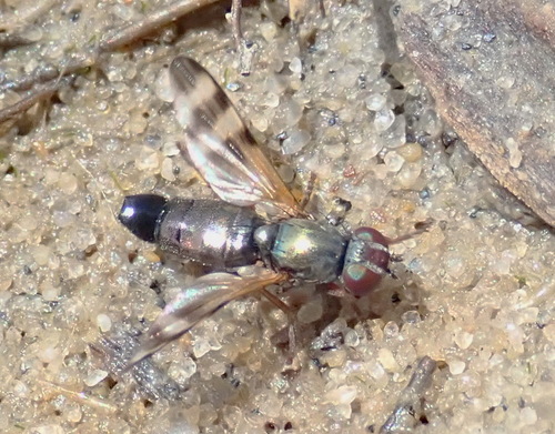 Chaetopsis aenea