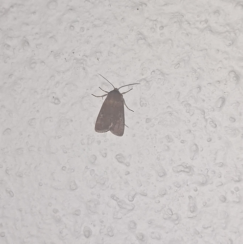 Square-spot Rustic