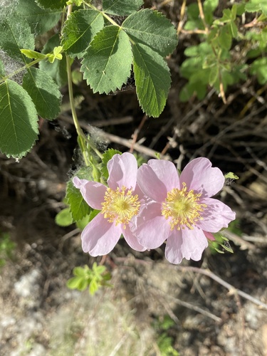 iNaturalist observation photo of California Wild Rose