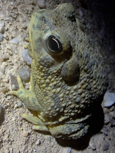 Texas Toad
