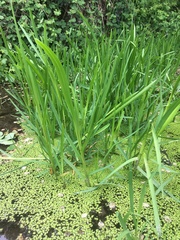 Sparganium erectum