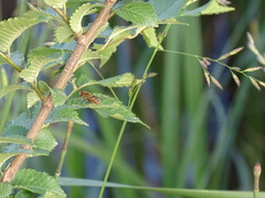 Parhelophilus