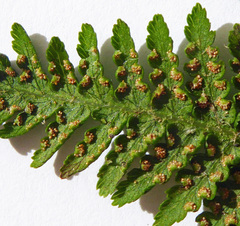 Hypolepis dicksonioides