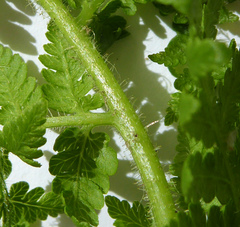 Hypolepis dicksonioides