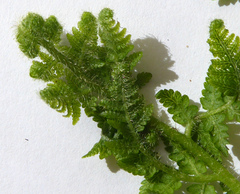 Hypolepis dicksonioides