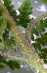 Hypolepis dicksonioides