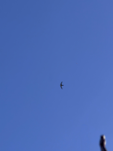 White-throated Swift
