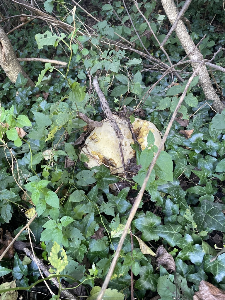 giant puffball · September 2026 · photo: Photo: no rights reserved · iNaturalist